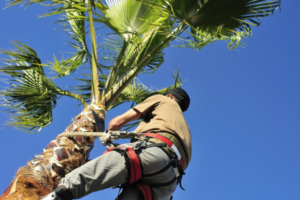 Palm Trimming